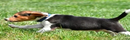 Beagle dogs for sale: Bo - Ad 5