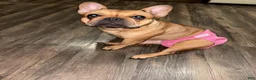 French Bulldog dogs for sale: SNOW WHITE - BEAUTY in CALI, USA DELIVERY & FINANCING OPTIONS! - Ad 7