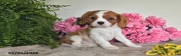 Cavalier King Charles Spaniel dogs for sale: Bouncer - Ad 4