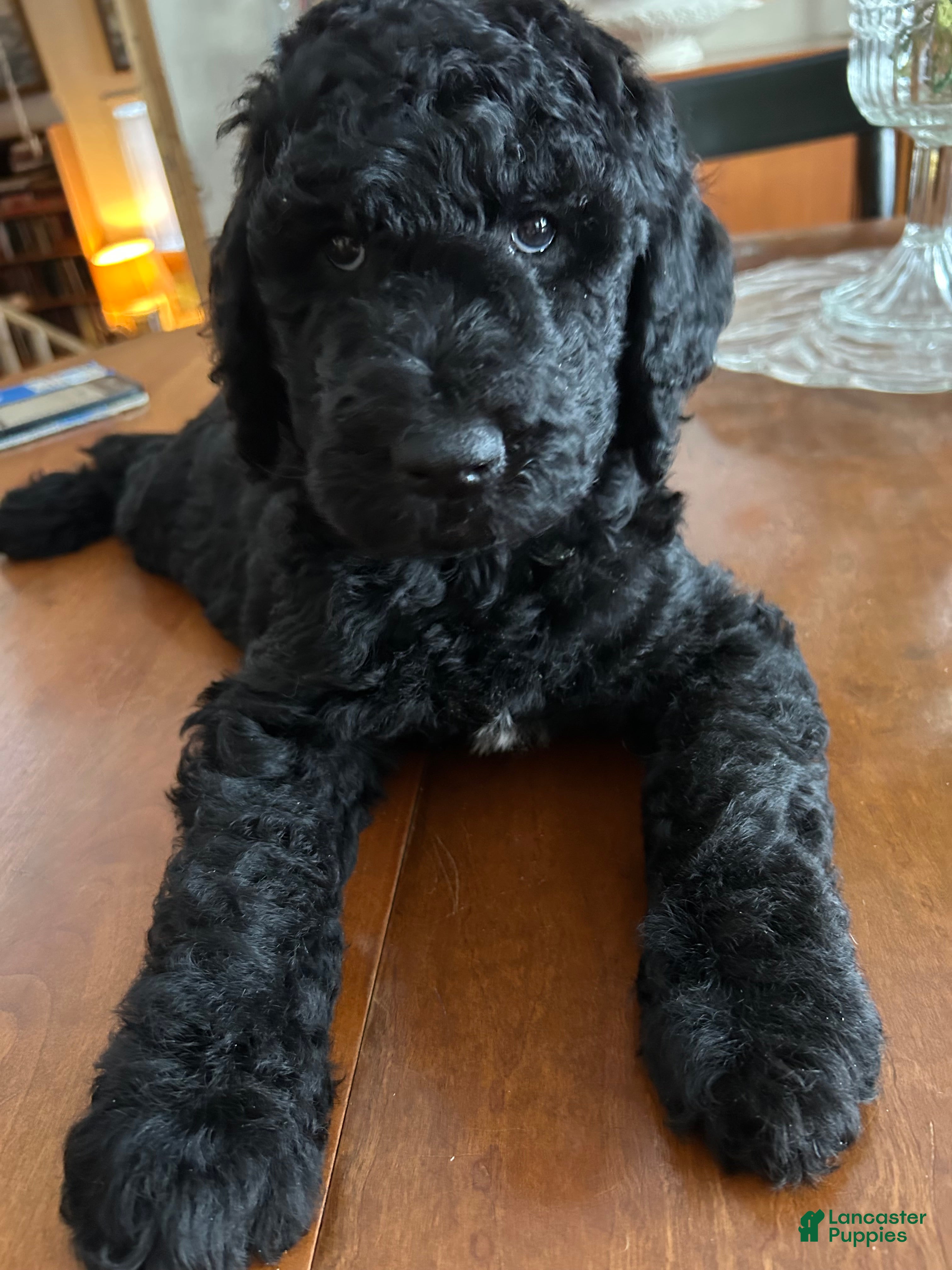 Goldendoodle dogs Bubba - Ad 19