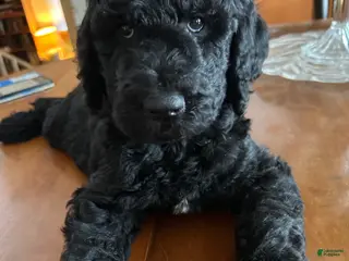 Goldendoodle dogs Bubba - Ad 19