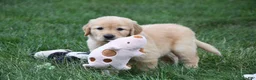 Golden Retriever dogs for sale: Otis - Ad 5