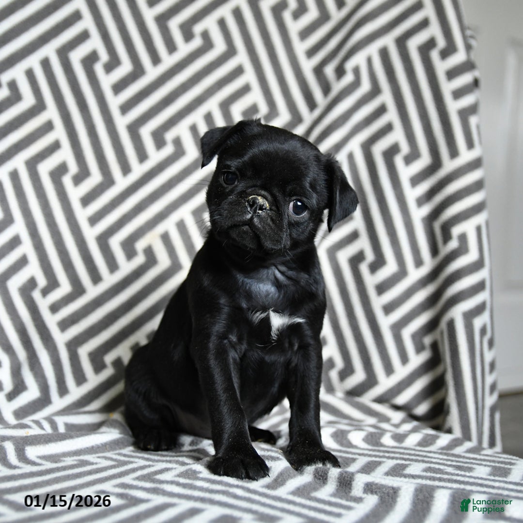 Pug dogs for sale: Midnight - Ad 3