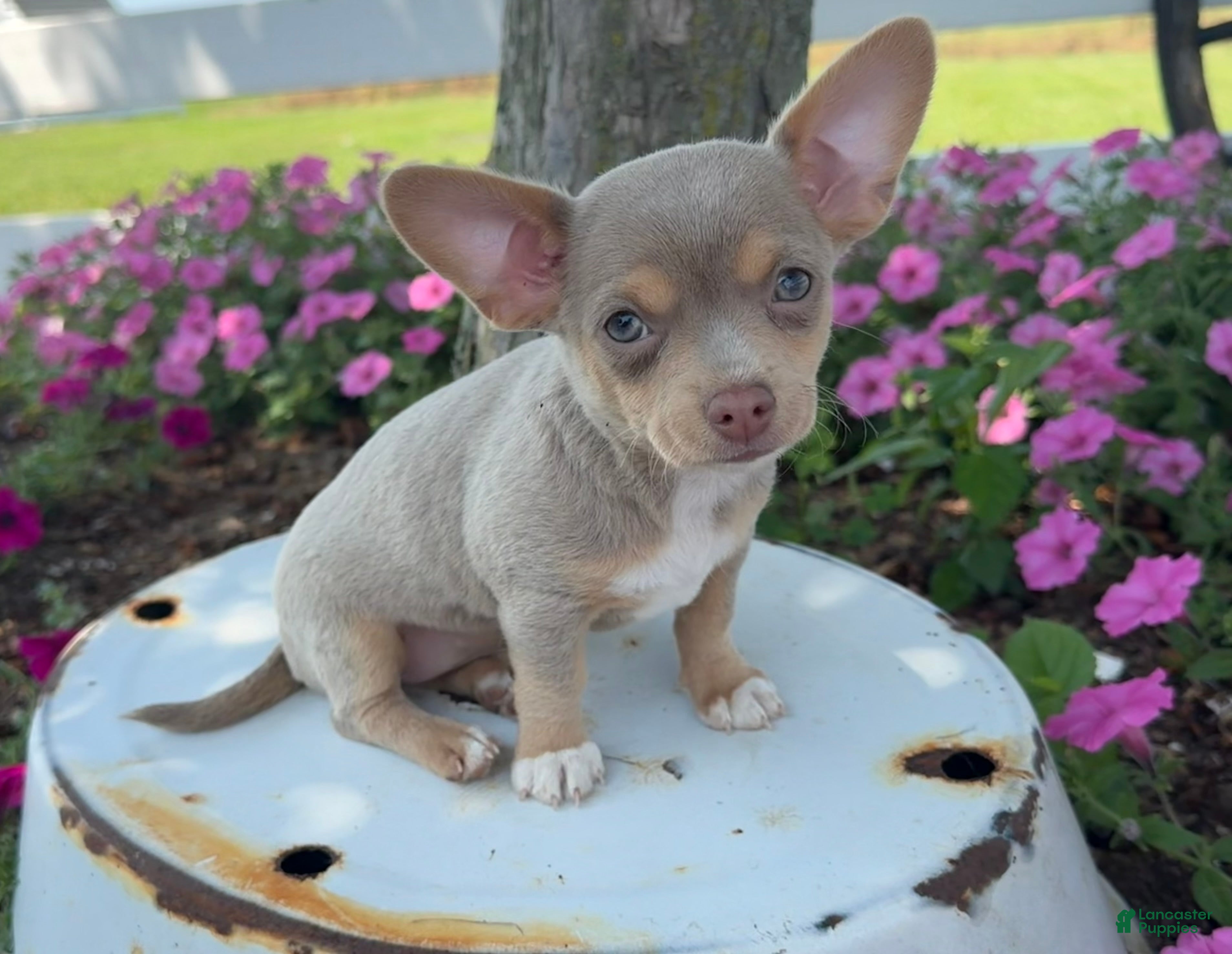 Chihuahua dogs Lacy - Ad 1