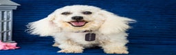 Bichon Frise dogs for sale: Jamaica - Ad 9