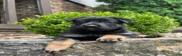 German Shepherd dogs for sale: Celia - Ad 3