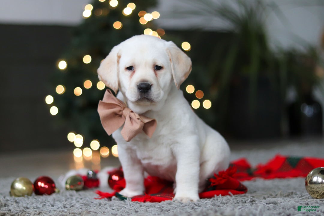 Labrador Retriever dogs for sale: Buddy - Ad 7