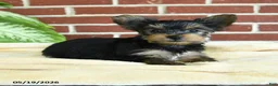 Yorkshire Terrier dogs for sale: Nutella - Ad 2