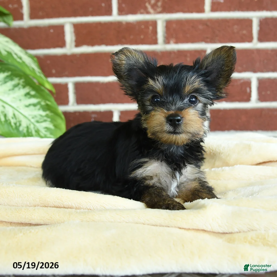 Yorkshire Terrier dogs for sale: Nutella - Ad 2