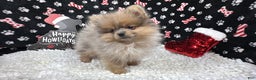 Pomeranian dogs for sale: Pomeranian Puppy 2 - Ad 3