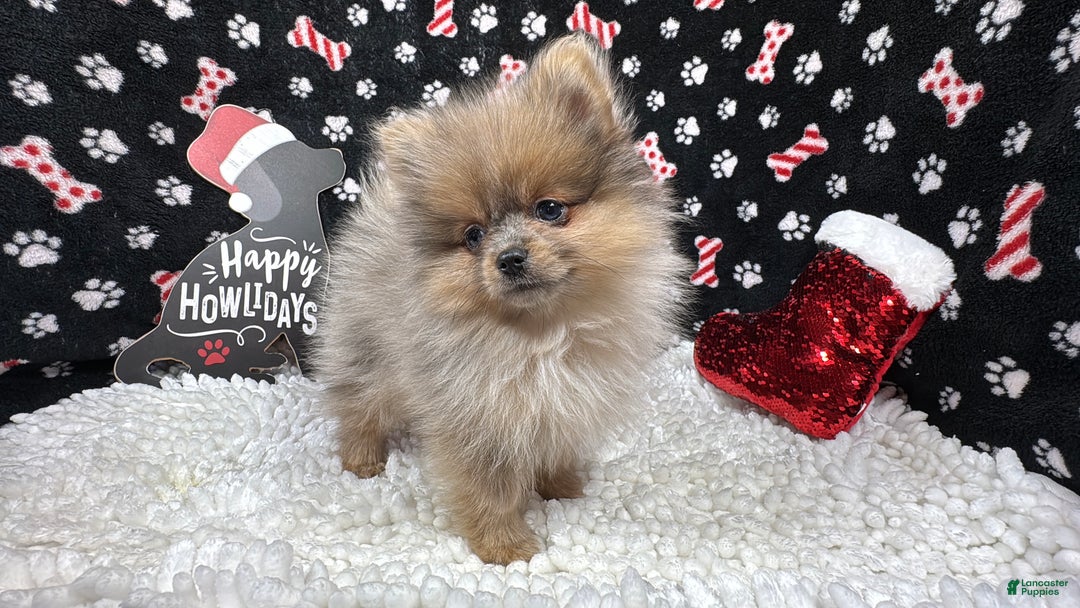 Pomeranian dogs for sale: Pomeranian Puppy 2 - Ad 3