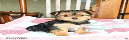 Morkie dogs for sale: Evangeline - Ad 1