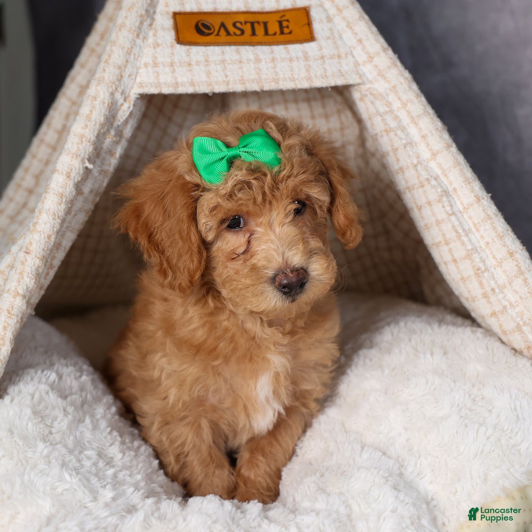 Shihpoo dogs for sale: Elmo - Ad 1