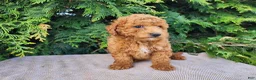 Mini Bernedoodle dogs for sale: Blake - Ad 18