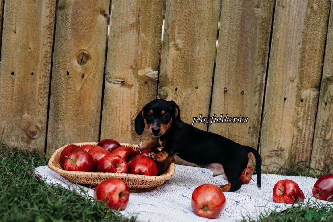 Miniature Dachshund dogs for sale: DNA Clear Black & Tan Piebald Smooth Coat Dachshund Puppy - Ad 2