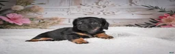 Miniature Dachshund dogs for sale: AKC-Mary - Ad 10