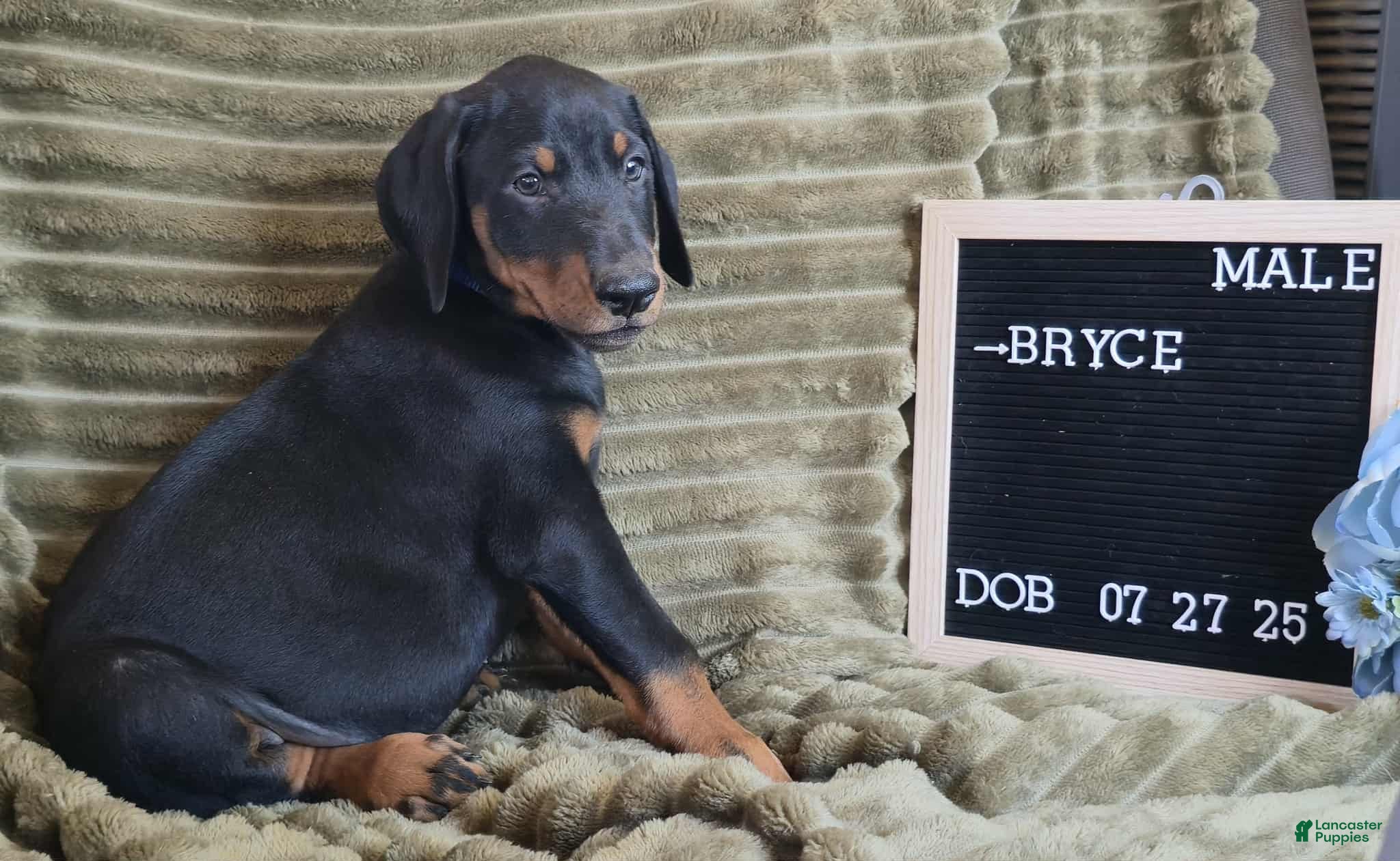 Doberman Pinscher dogs Bryce - Ad 5