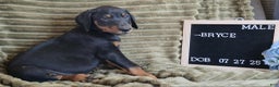 Doberman Pinscher dogs for sale: Bryce - Ad 1