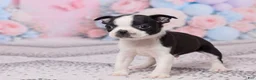Boston Terrier dogs for sale: Bob - Ad 5