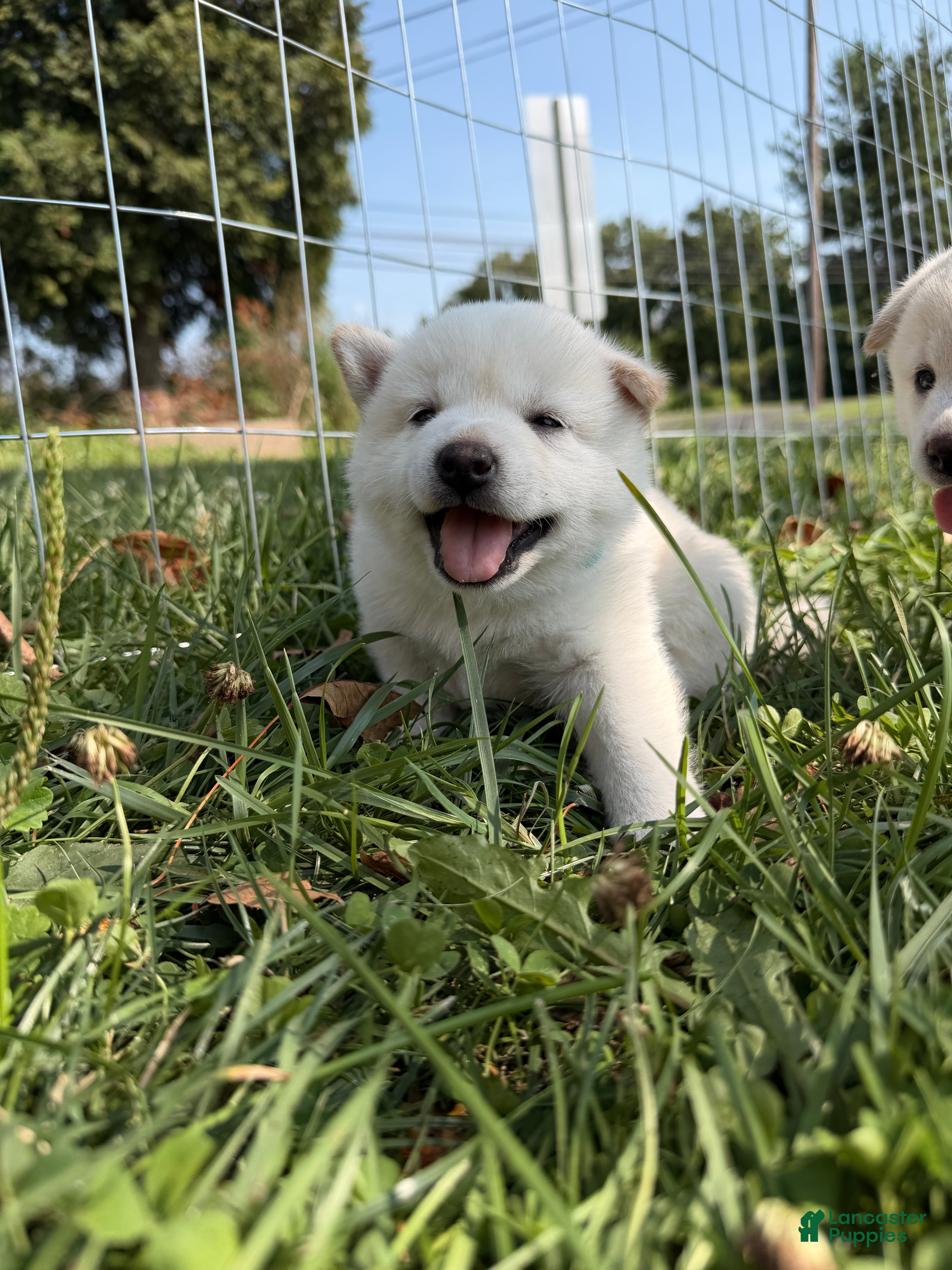 Shiba Inu dogs Koda - Ad 2