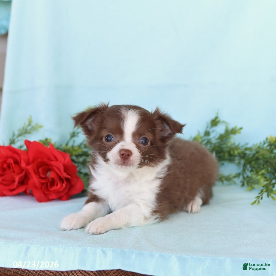 Chihuahua dogs Harvey - Ad 1