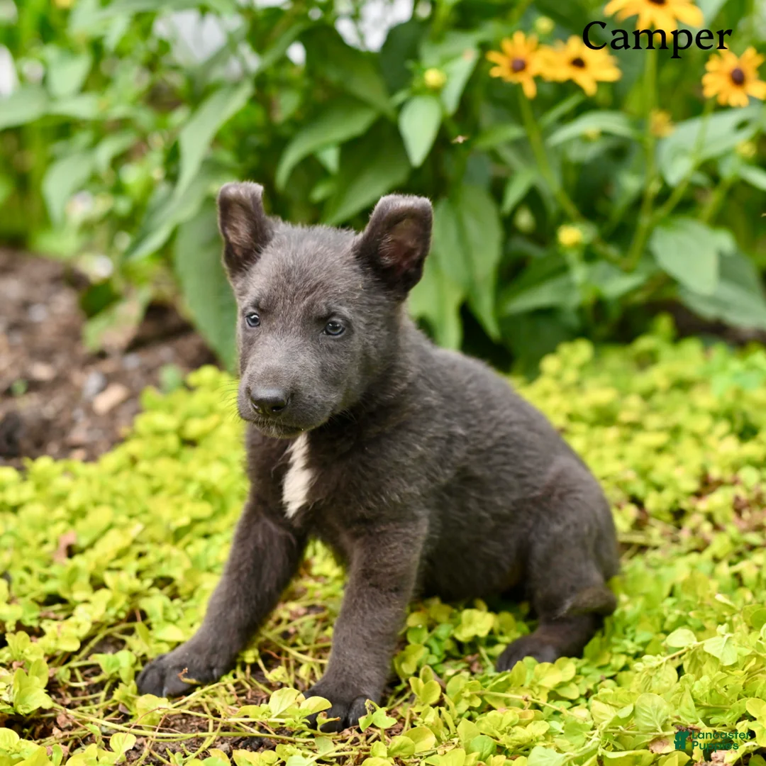 German Shepherd dogs for sale: Camper - Ad 5