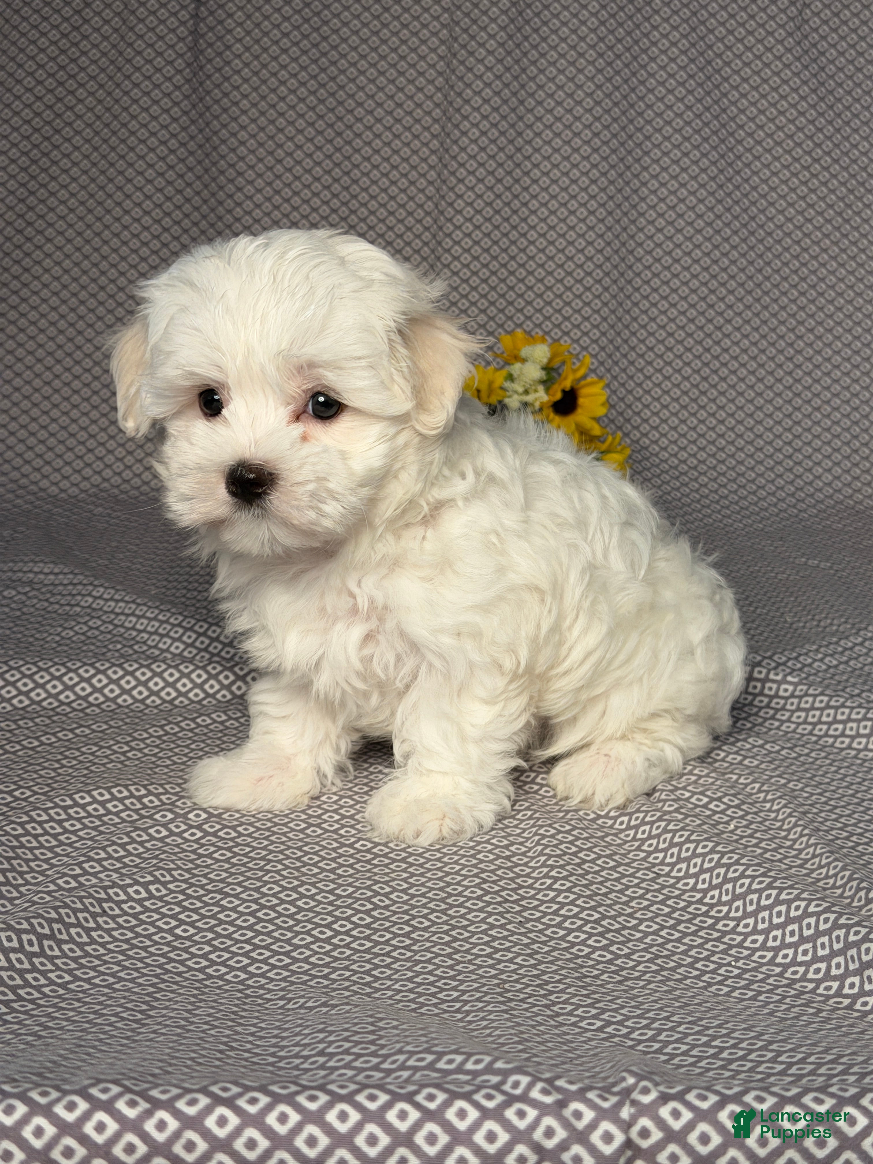 Maltese dogs Archie - Ad 2