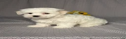 Maltese dogs for sale: Archie - Ad 2