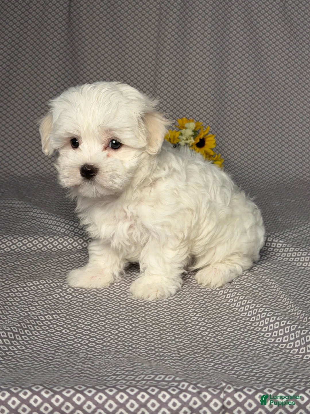 Maltese dogs for sale: Archie - Ad 2