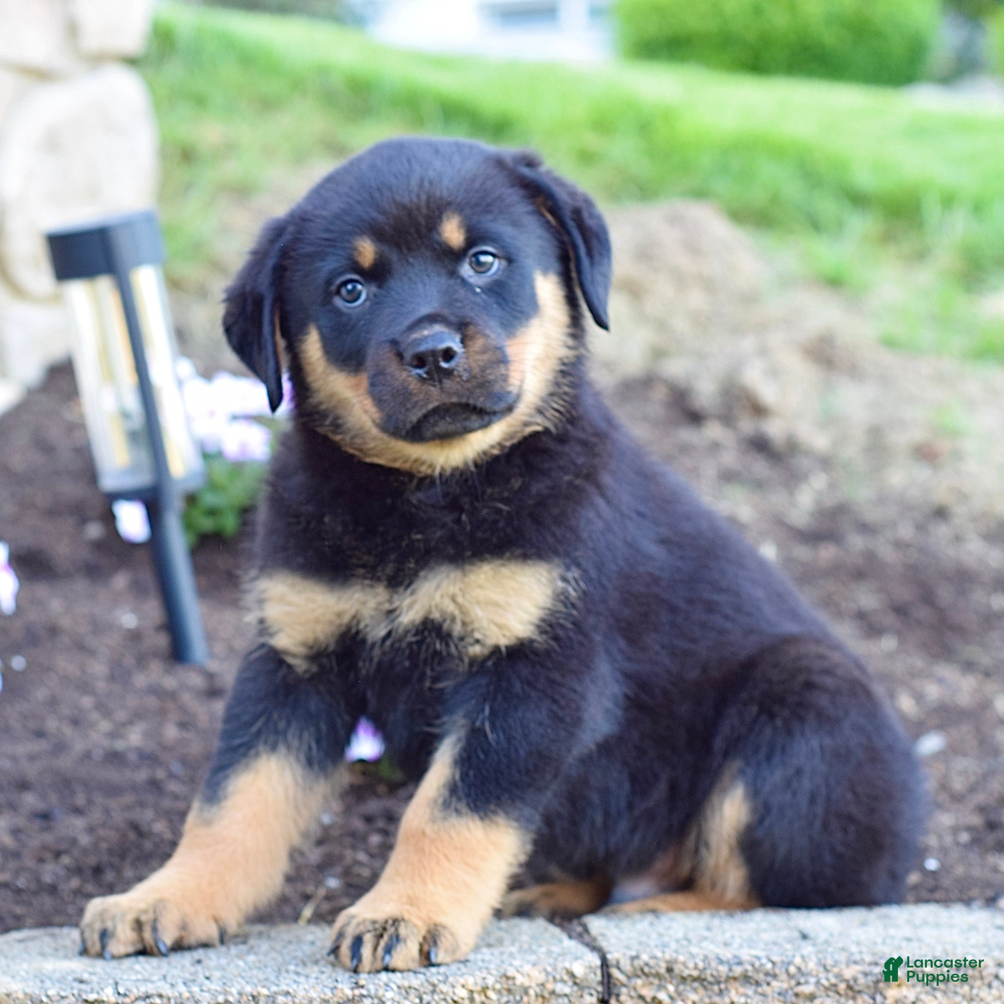 Rottweiler dogs Rudy - Ad 1