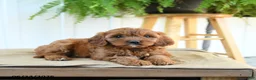 Cavapoo dogs for sale: Fern - Ad 2
