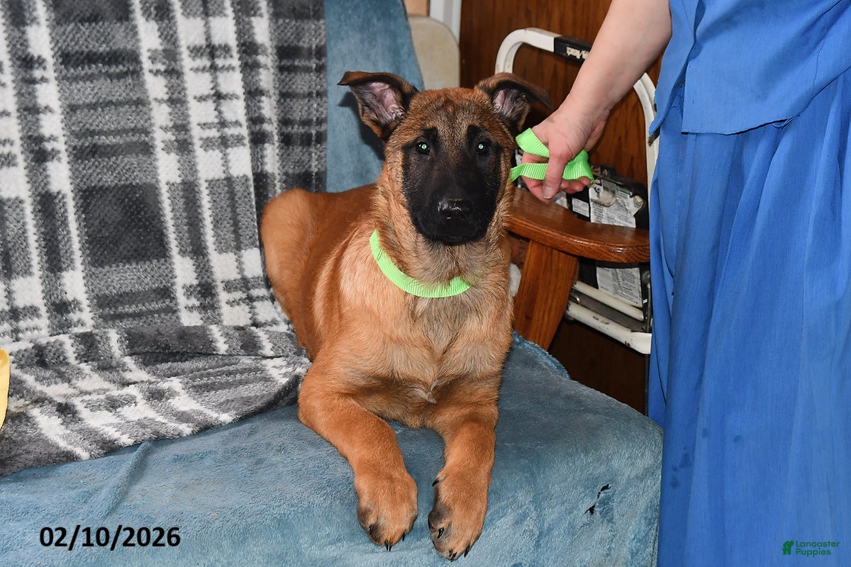 Belgian Malinois dogs Diesel - Ad 13