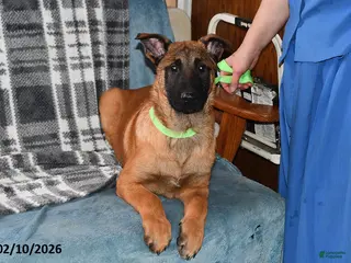 Belgian Malinois dogs Diesel - Ad 13