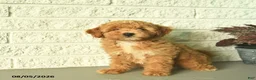 Mini Goldendoodle dogs for sale: Natalie  - Ad 3