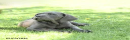 Cane Corso dogs for sale: Sparkle - Ad 3