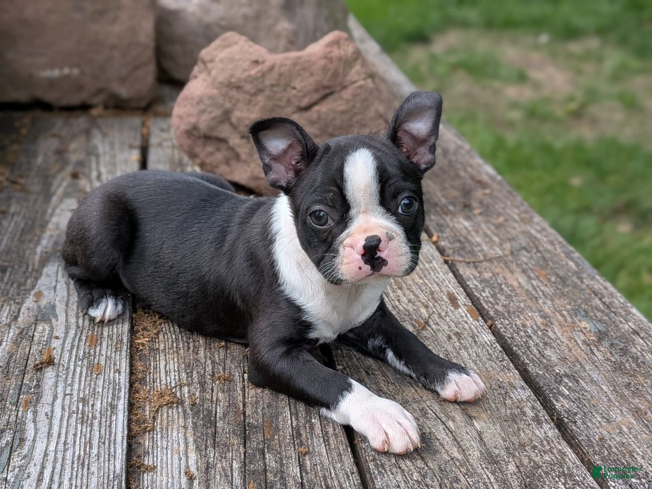 Boston Terrier dogs Polly  - Ad 1