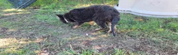 German Shepherd dogs for sale: German Shepherd 1 - Ad 3