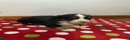 Bernese Mountain Dog dogs for sale: Holly - Ad 5