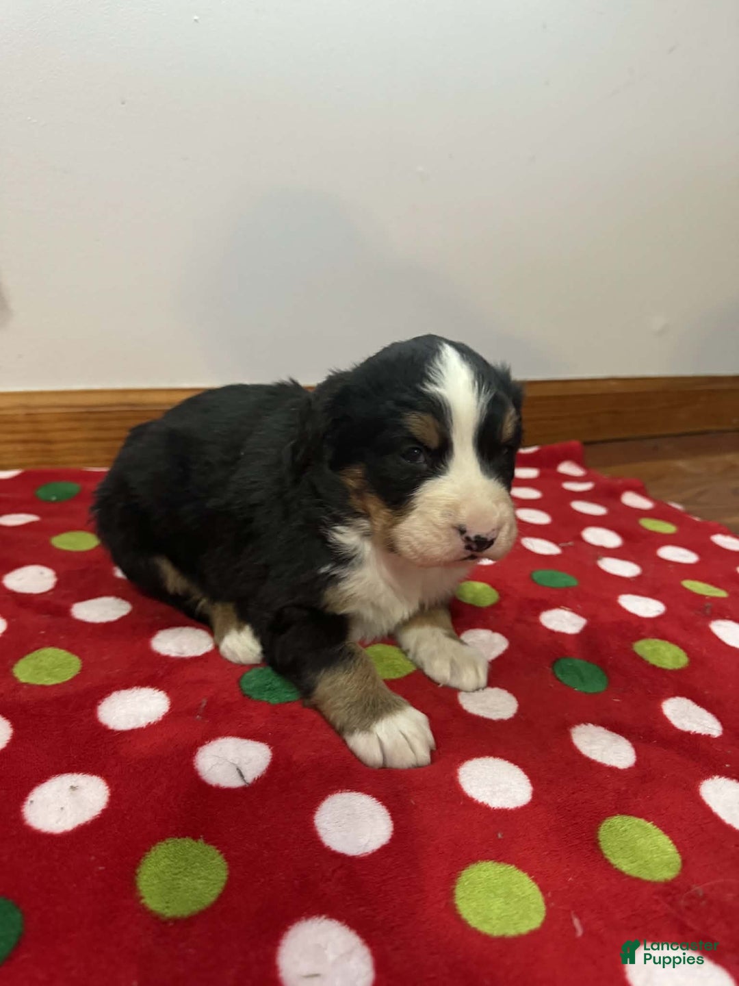 Bernese Mountain Dog dogs for sale: Holly - Ad 5