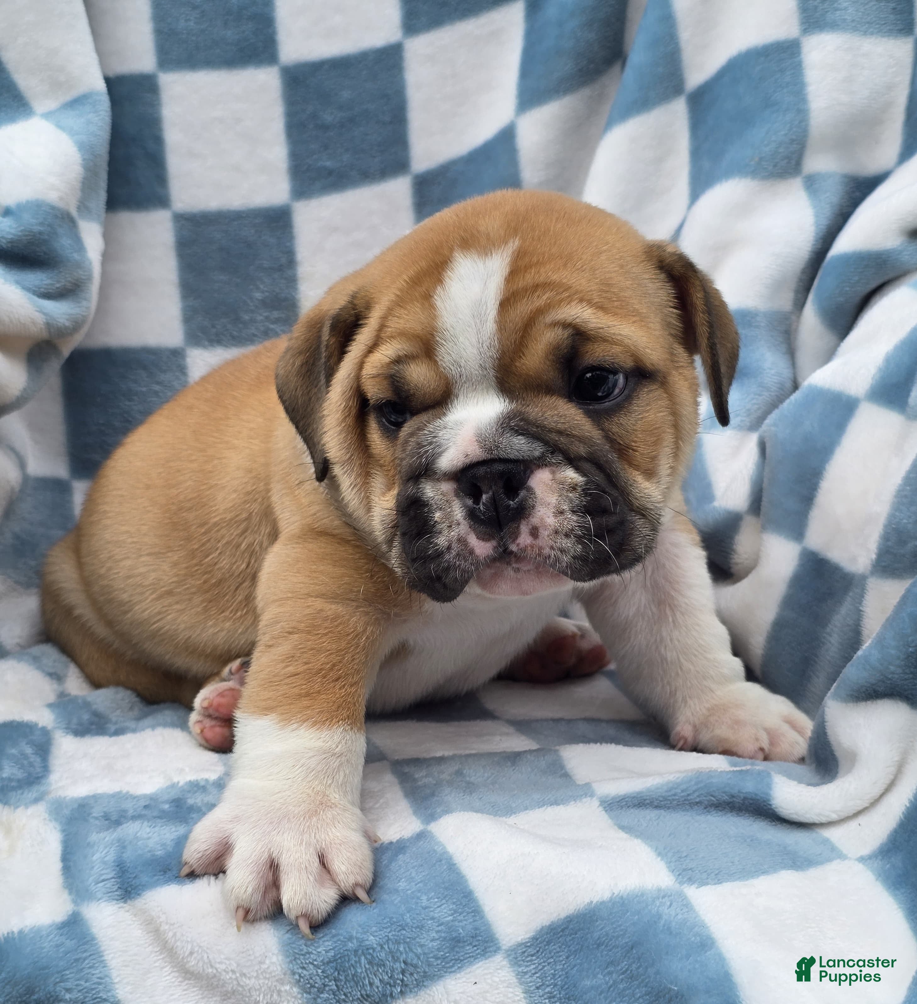 English Bulldog dogs Montana  - Ad 2