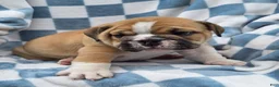English Bulldog dogs for sale: Montana  - Ad 2