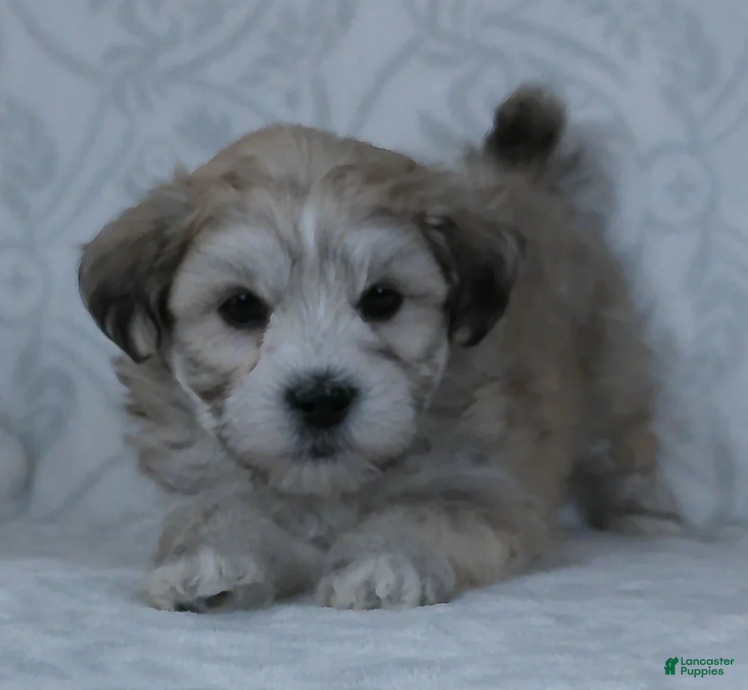 Teddy Bear dogs for sale: Bruno - Ad 2
