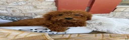 Mixed Breed dogs for sale: Jenny - Ad 4