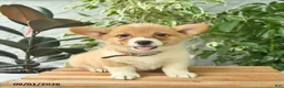 Welsh Corgi Pembroke dogs for sale: Harmony  - Ad 3