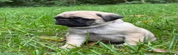 Pug dogs for sale: Addie - Ad 5