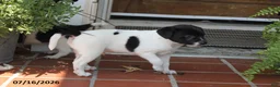 Toy Fox Terrier dogs for sale: Tipper - Ad 11