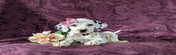 Dalmatian dogs for sale: Kiersten - Ad 6
