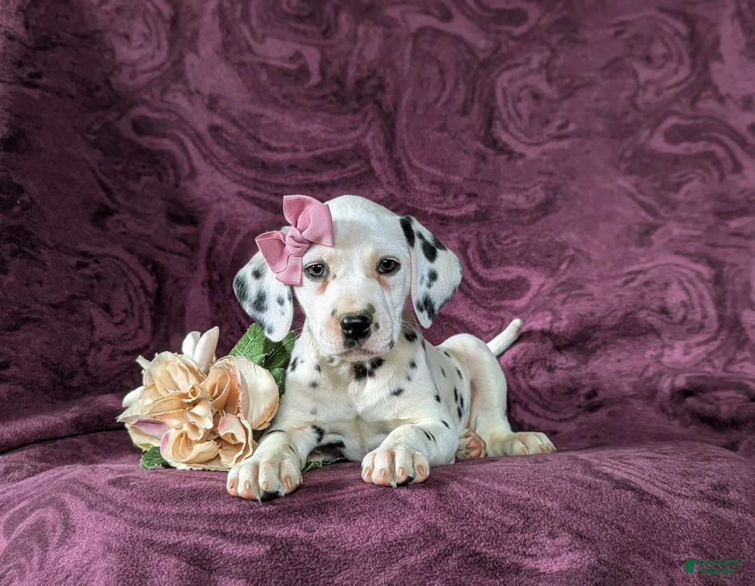 Dalmatian dogs for sale: Kiersten - Ad 6