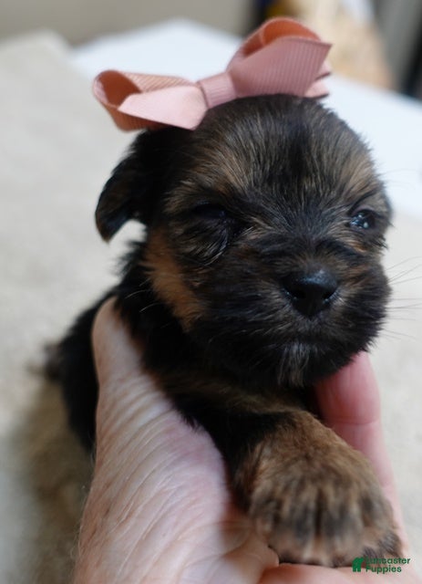 Yorkshire Terrier dogs Teacup Bailey 6 ounces - Ad 24