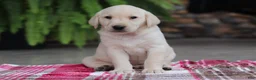 Labrador Retriever dogs for sale: Hunter - Ad 3